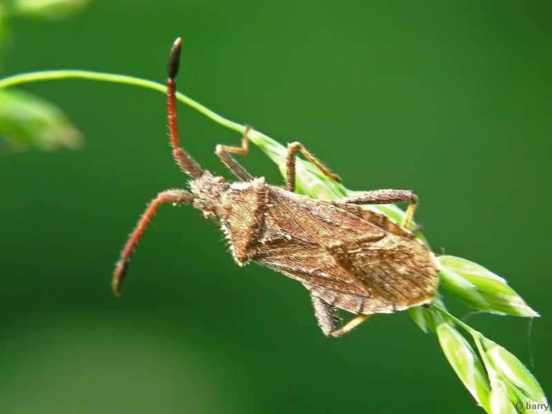 Coriomeris denticulatus (Scopoli, 1763)